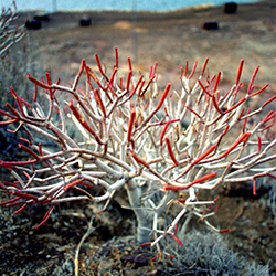 Μαρούσα Μαραβέλια - Φωτογραφίες Γάμων