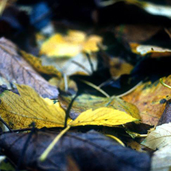Μαρούσα Μαραβέλια - Φωτογραφίες Γάμων