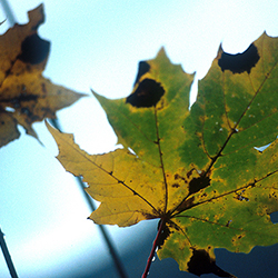 Μαρούσα Μαραβέλια - Φωτογραφίες Γάμων