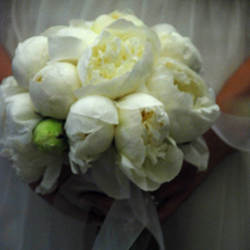 Μαρούσα Μαραβέλια - Φωτογραφίες Γάμων